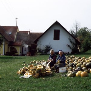 Kürbisernte Steiermark