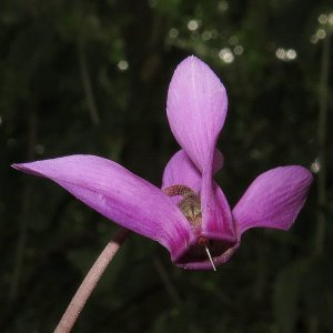 Europäisches Alpenveilchen Cyclamen purpurascens