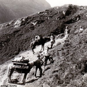 Saumpferde in den Schweizer Alpen