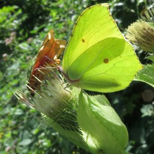 Schmetterlingstreffen auf der Kohldistel