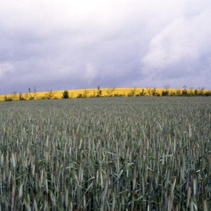 Im Waldviertel