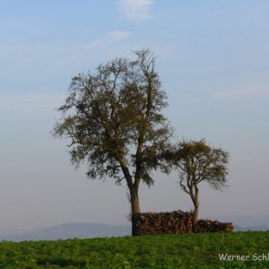 Alter Mostbirnbaum