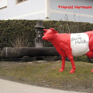 Kuh beim Brunnen