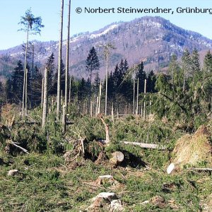 Kyrill am Almsee (1)