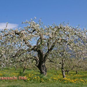 Alter blühender Apfelbaum in Lana
