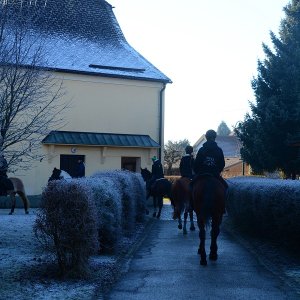 Pferdesegnung in St.Stefan im Lavanttal