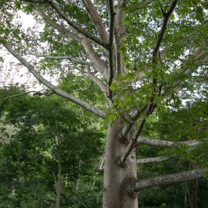 Kapok Baum