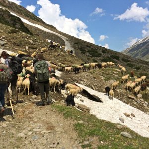 Transhumanz im Hinteren Ötztal