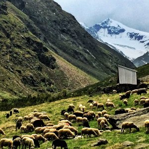 Schafe auf der Venter Kaser im Nedertal