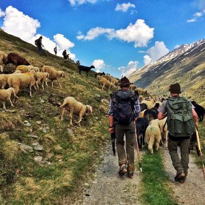Südtiroler Bauern und Hirten mit ihren Tieren