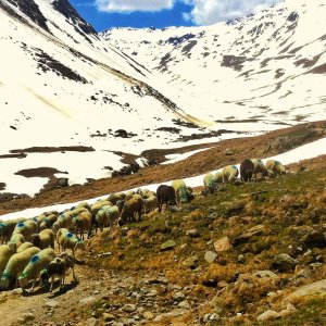 Schafe nach der Überquerung des Similaunpasses