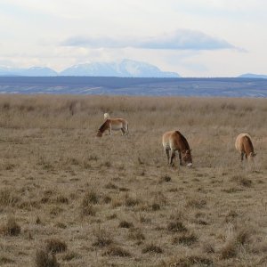 Przewalski-Pferde auf dem Seevorgelände
