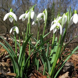 Frühlingsboten in der Au