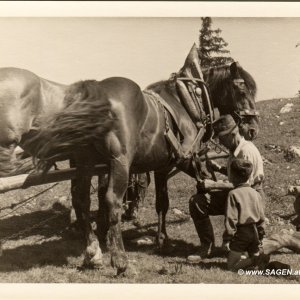 Pferd beschlagen