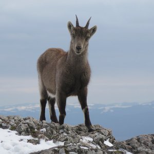 Steinbock