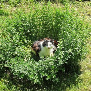 Katze - Minze