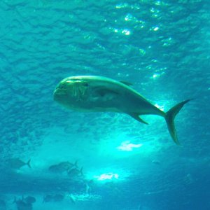 Stachelmakrelen (Carangidae)