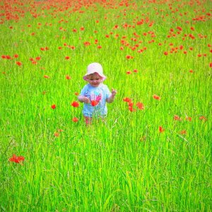 Mohn-KInd