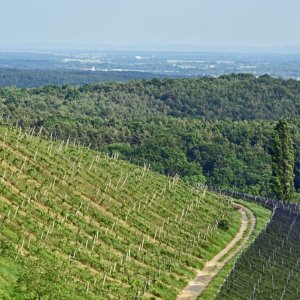 Weingebiet Klöch