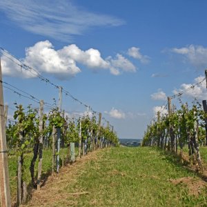 Weingebiet Klöch