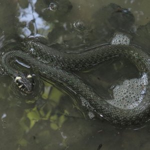 Ringelnatter Natrix natrix