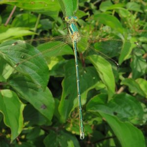 Südliche Binsenjungfer Lestes barbarus