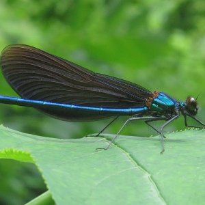 Gebänderte Prachtlibelle Calopteryx splendens (Männchen)