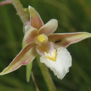Einzelblüte Sumpf-Stendelwurz Epipactis palustris
