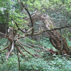 Weidenbaum auch Geister-Weide genannt