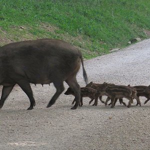 Bache mit Frischlingen