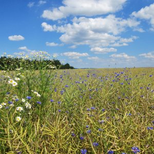 Raps-Feld im Waldviertel