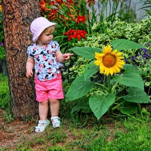 Clytia die Sonnenblume