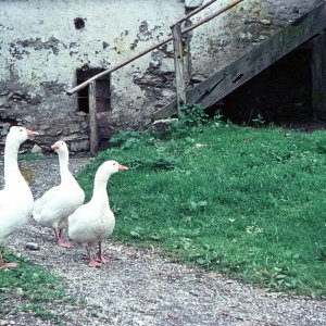 Gänse in Aigen im Ennstal 1963