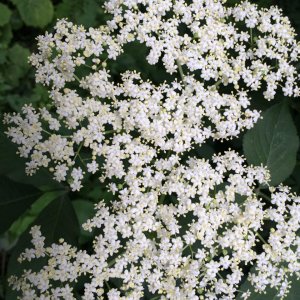 Medium 'Holunderblüten' in der Kategorie 'Sträucher'