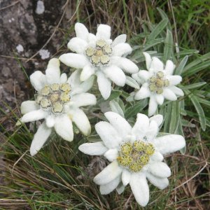 Alpen-Edelweiß (Leontopodium nivale subsp. alpinum)