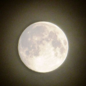 An den Mond, welcher so wundervoll über unserem Wäldchen sich geöffnet hat.
