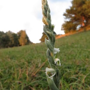 Herbst-Wendelähre Spiranthes spiralis