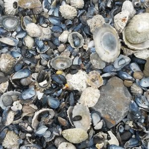 Muscheln am Strand