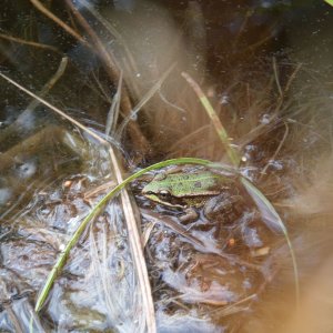 Wasserfrosch