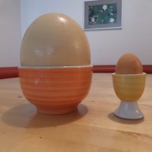 Eier im Vergleich