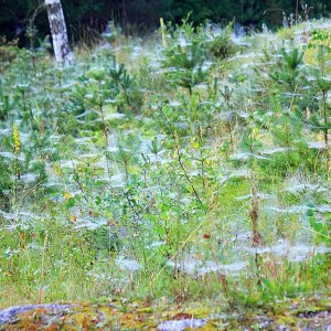 Altweibersommer