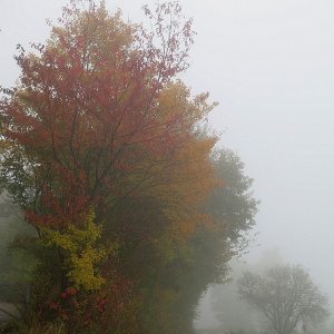 Herbstnebel