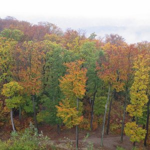 herbstlich gefärbt