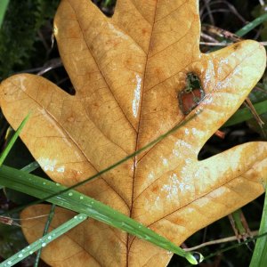 Farben des Herbstes 5/10