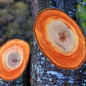 Medium 'Kriecherlbaum' in der Kategorie 'Sträucher'