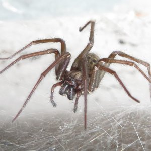 Hauswinkelspinne Tegenaria domestica  Weibchen