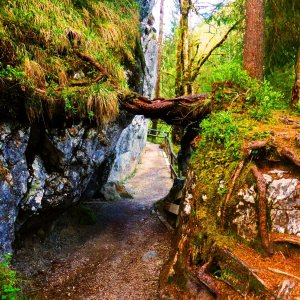 Durchgang durch Fels und Baum im Zauberwald.