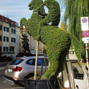 Gartenkunst im Blumentopf