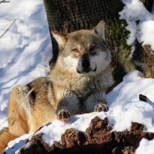 Wolf Alpenzoo Winter