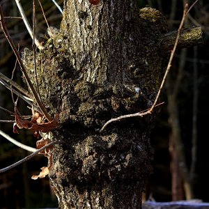 Medium 'Der Raucher' in der Kategorie 'Bäume'
